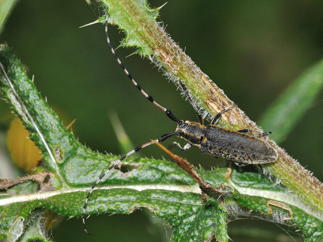 Agapanthia (Epoptes) sicula malmerendii